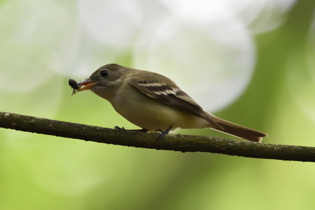 Acadian Flycatcher - Dave DeReamus