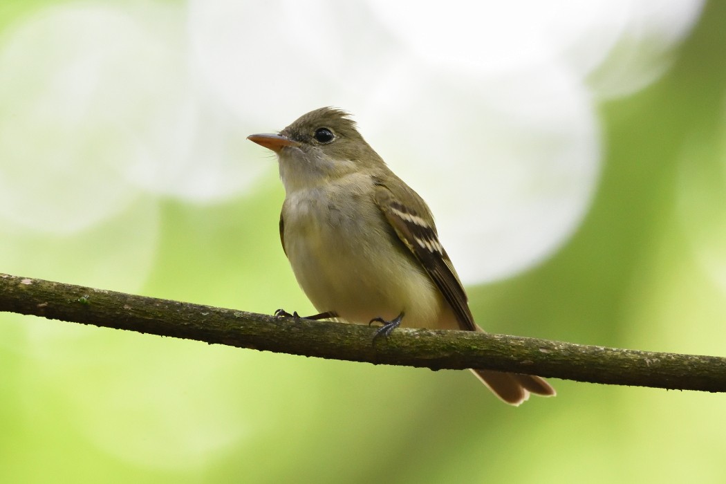 Acadian Flycatcher - Dave DeReamus