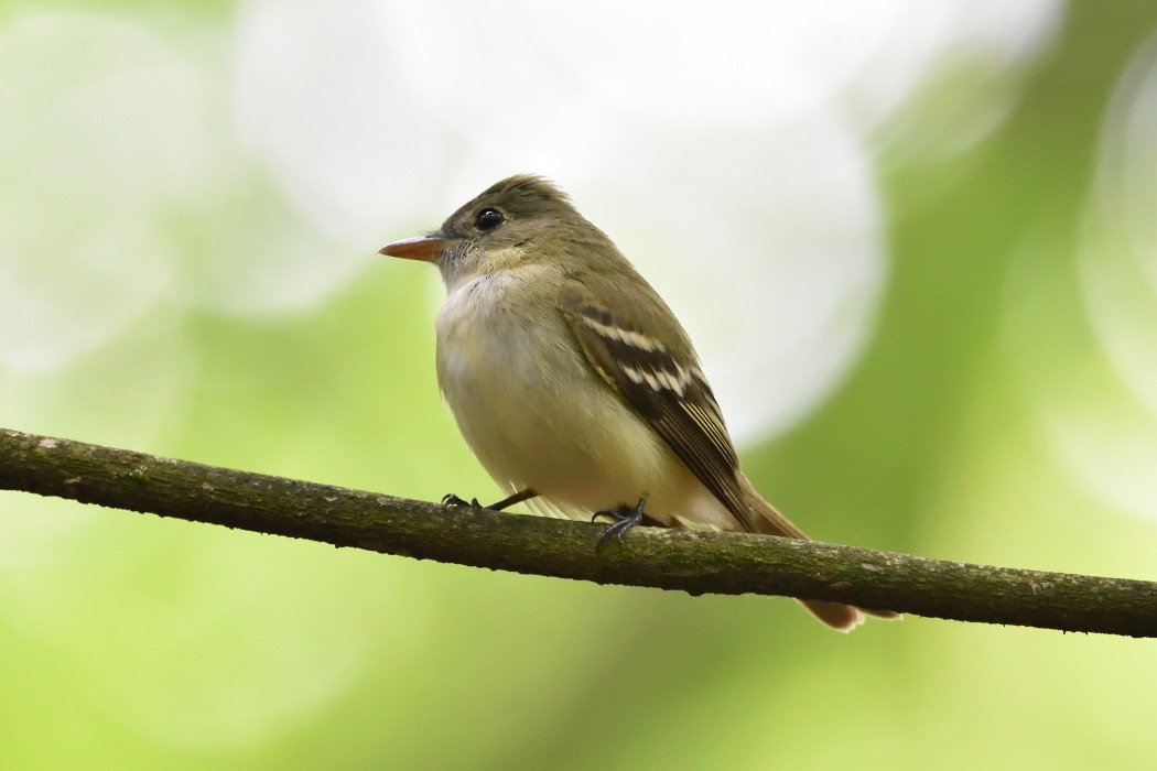 Acadian Flycatcher - Dave DeReamus