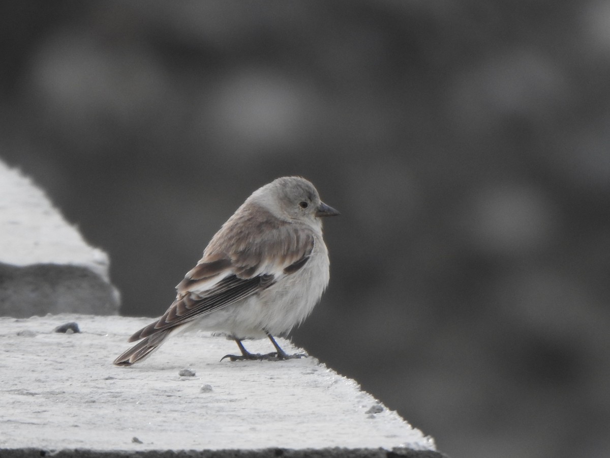 Black-winged Snowfinch - Selvaganesh K