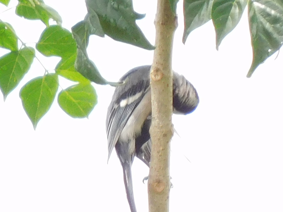 Cinereous Tit - Gayathri Mukunda