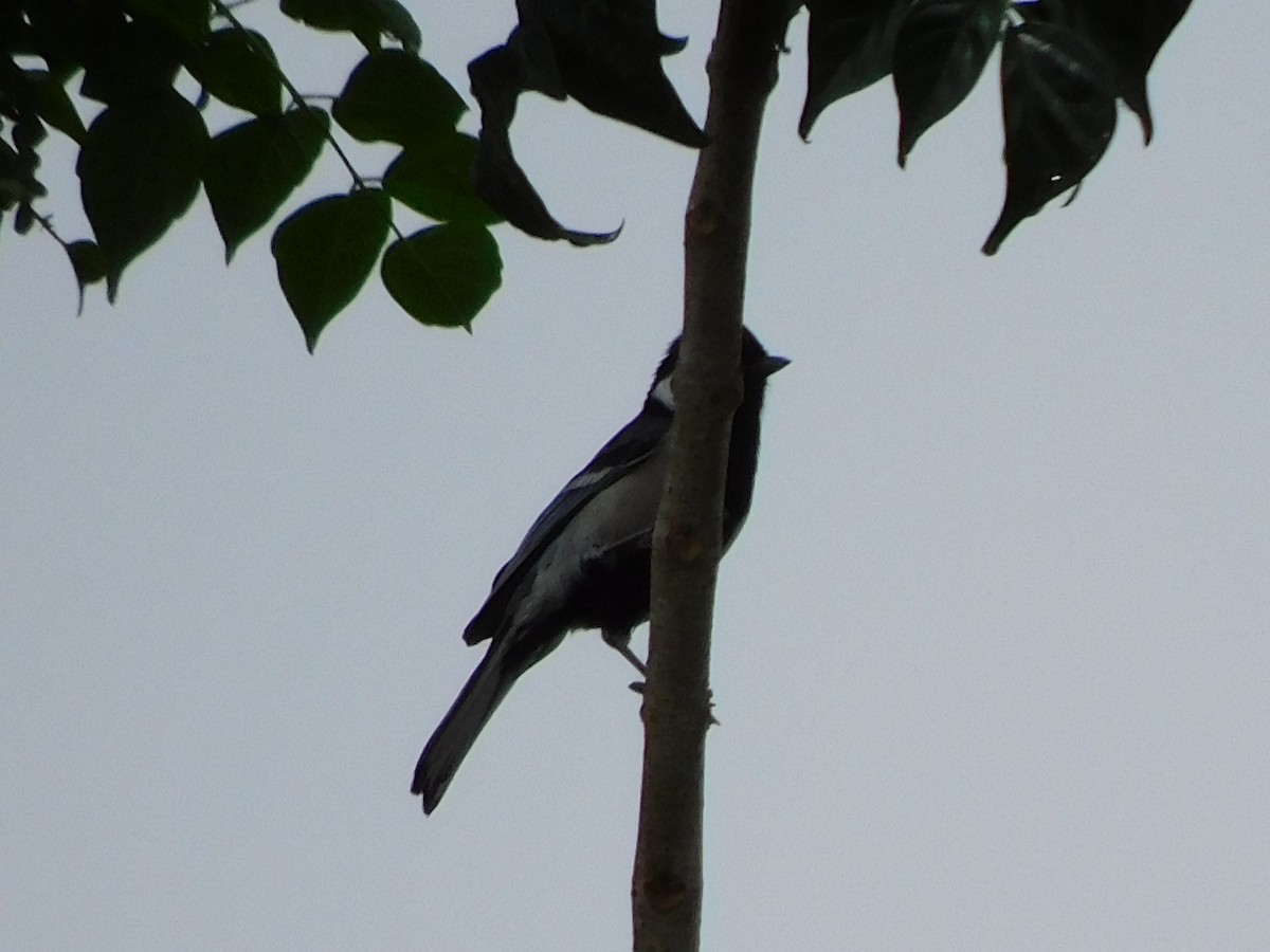 Cinereous Tit - Gayathri Mukunda