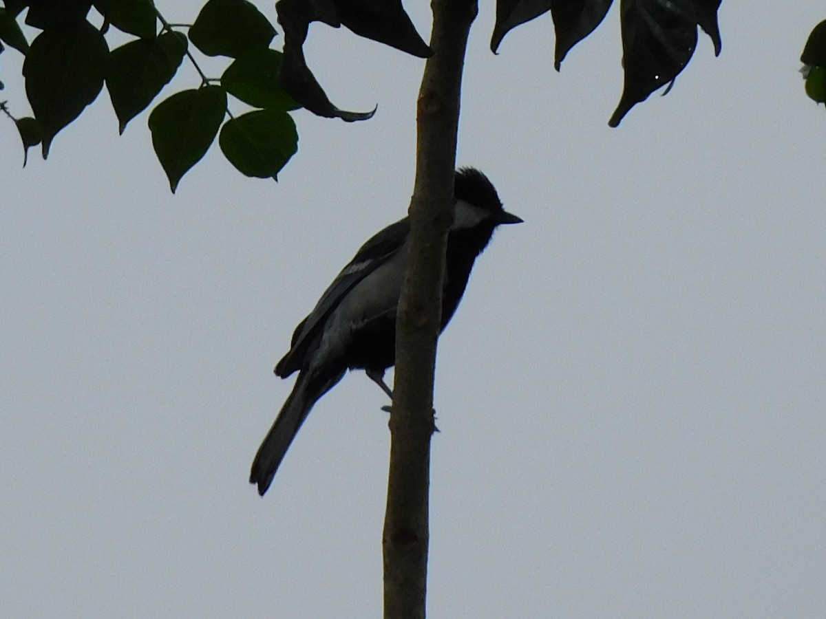 Cinereous Tit - Gayathri Mukunda