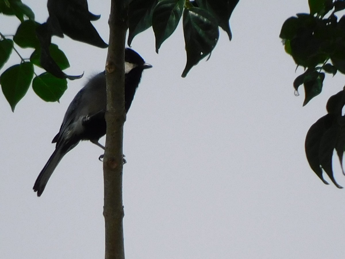 Cinereous Tit - Gayathri Mukunda