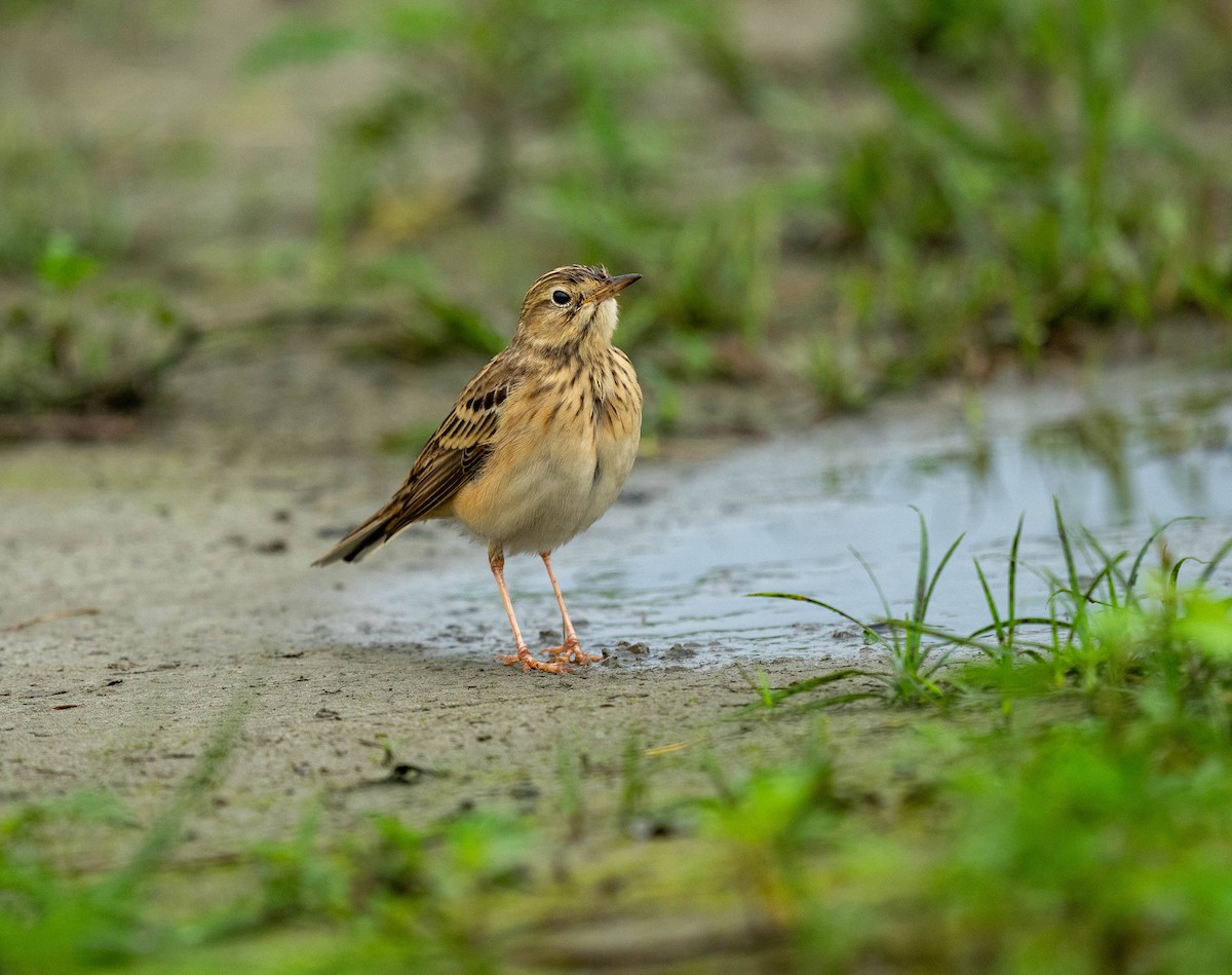 Blyth's Pipit - ML619270724