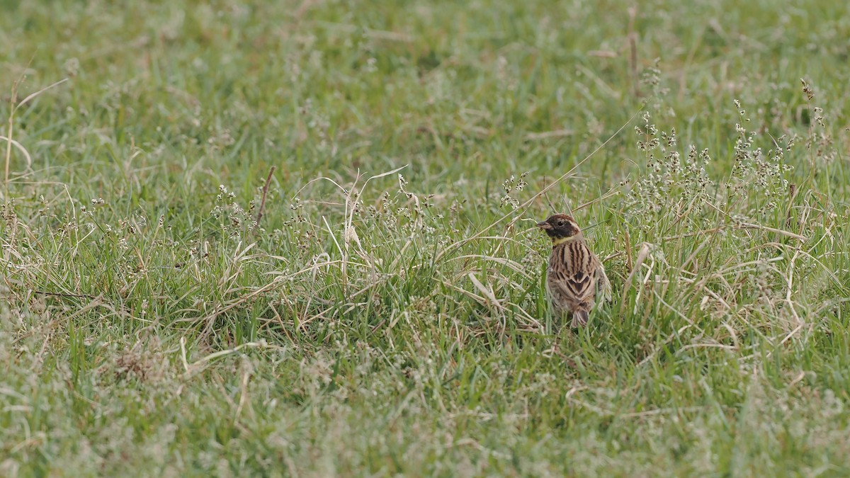 Yellow-breasted Bunting - Paul French