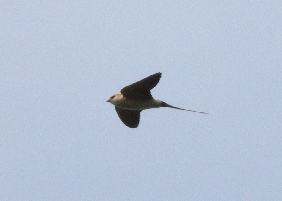 Red-rumped Swallow - ML619270745