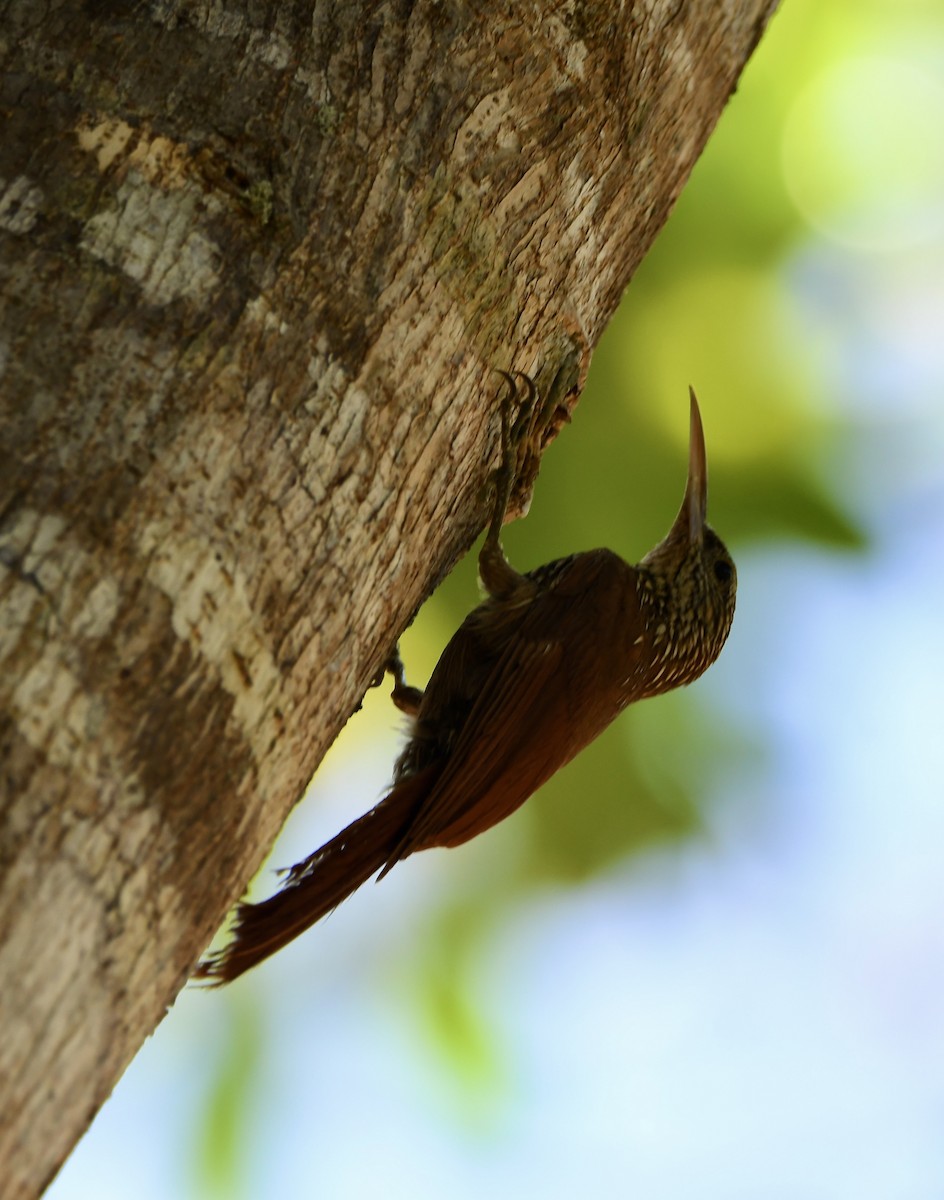 Streak-headed Woodcreeper - mark perry