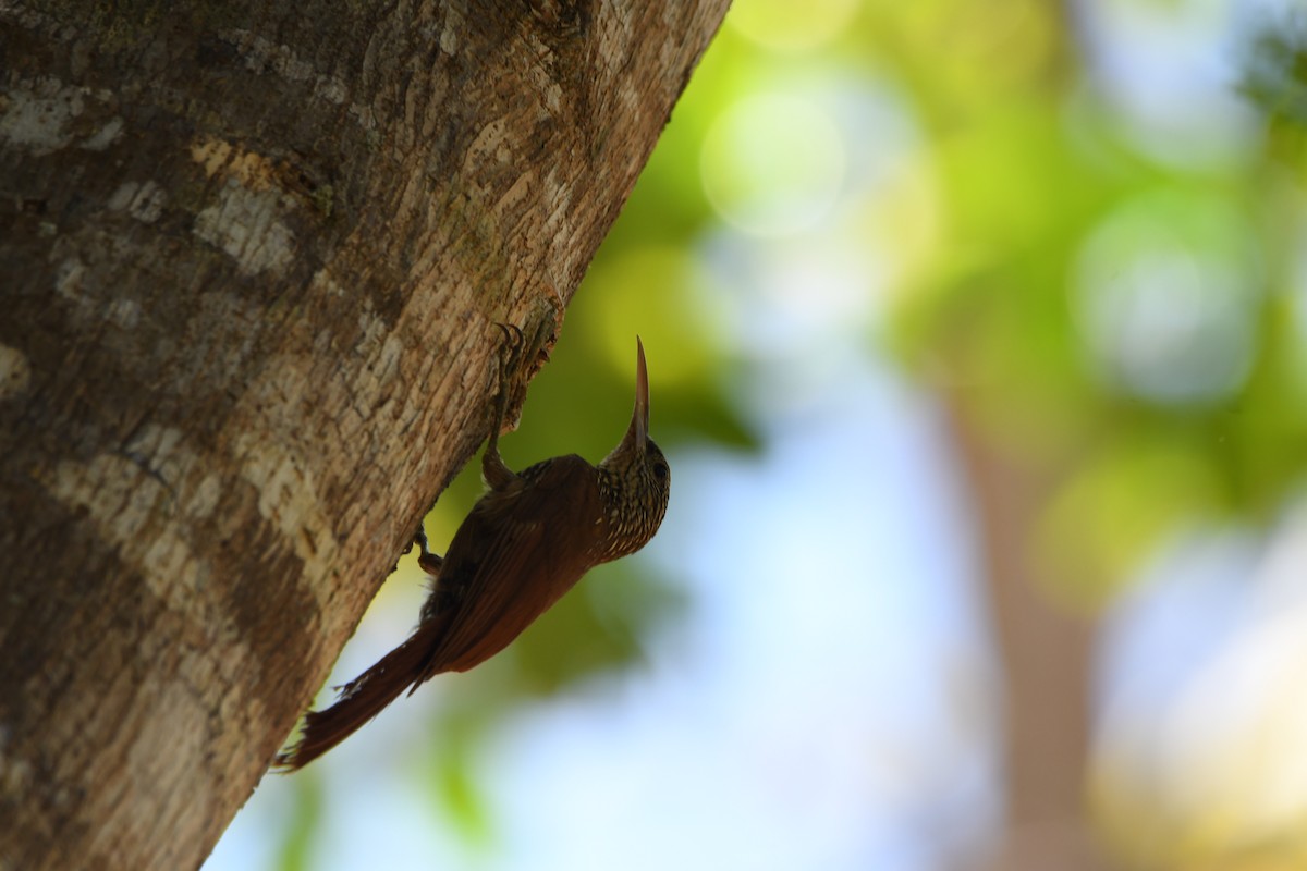 Streak-headed Woodcreeper - mark perry