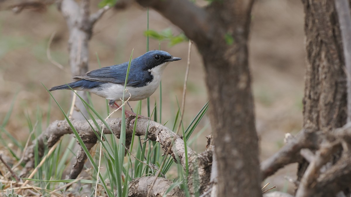 Siberian Blue Robin - Paul French