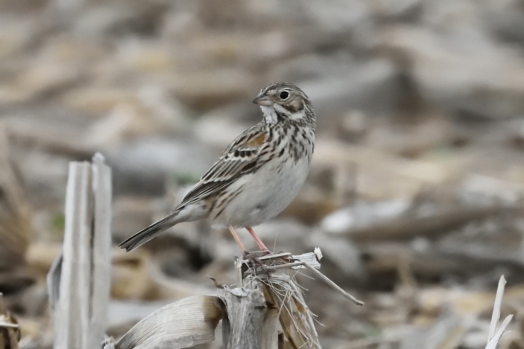 Vesper Sparrow - Dave DeReamus