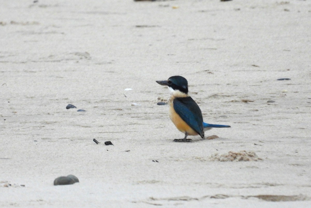 Sacred Kingfisher - ML619270808