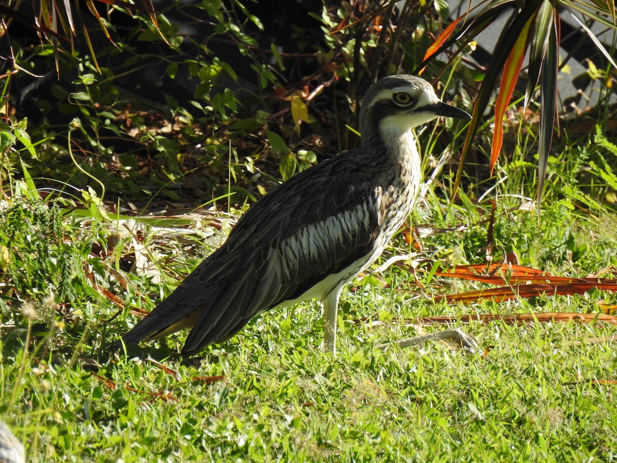 Bush Thick-knee - Monica Mesch