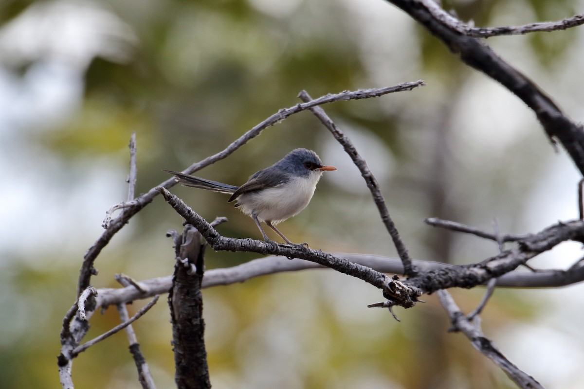 Purple-backed Fairywren - Jon Spicer-Bell