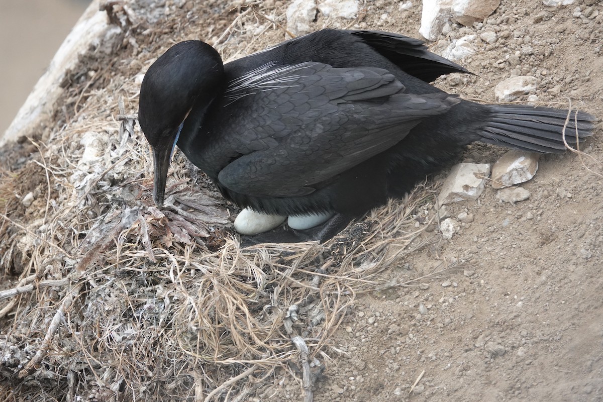 Brandt's Cormorant - ML619270852