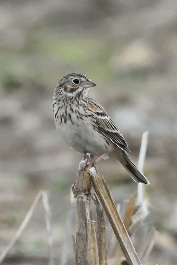 Vesper Sparrow - Dave DeReamus