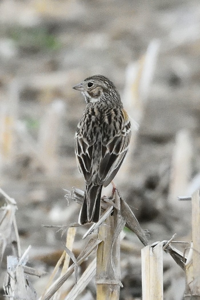 Vesper Sparrow - Dave DeReamus