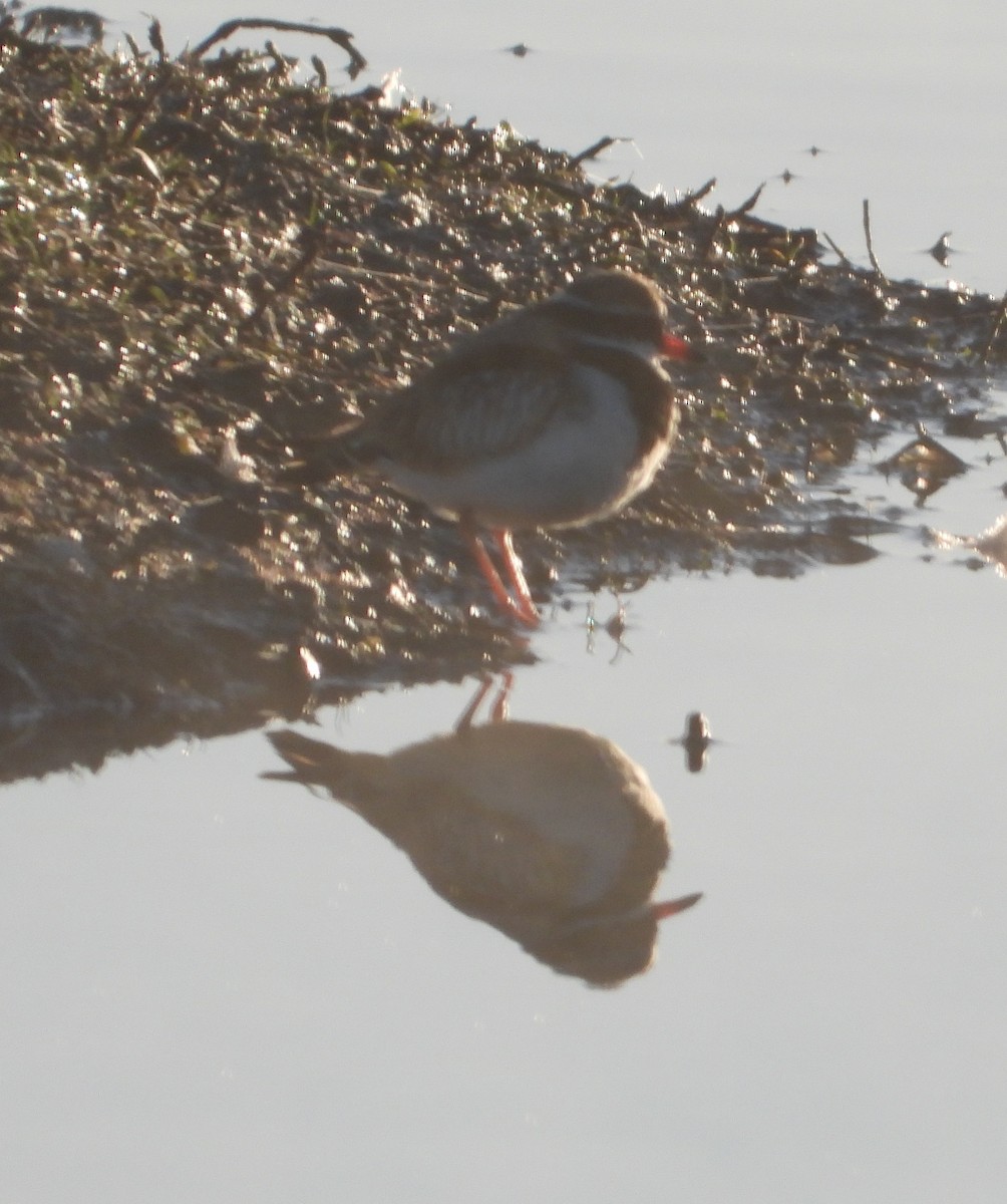 Black-fronted Dotterel - Rodney Macready