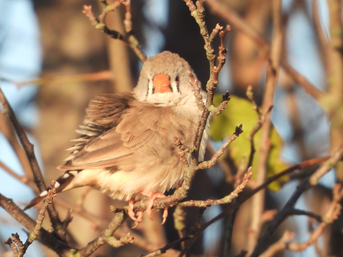 Zebra Finch - ML619270880