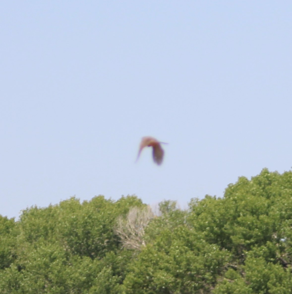 hawk sp. - Marsha Painter