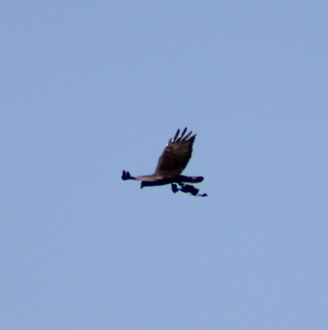 Zone-tailed Hawk - Marsha Painter