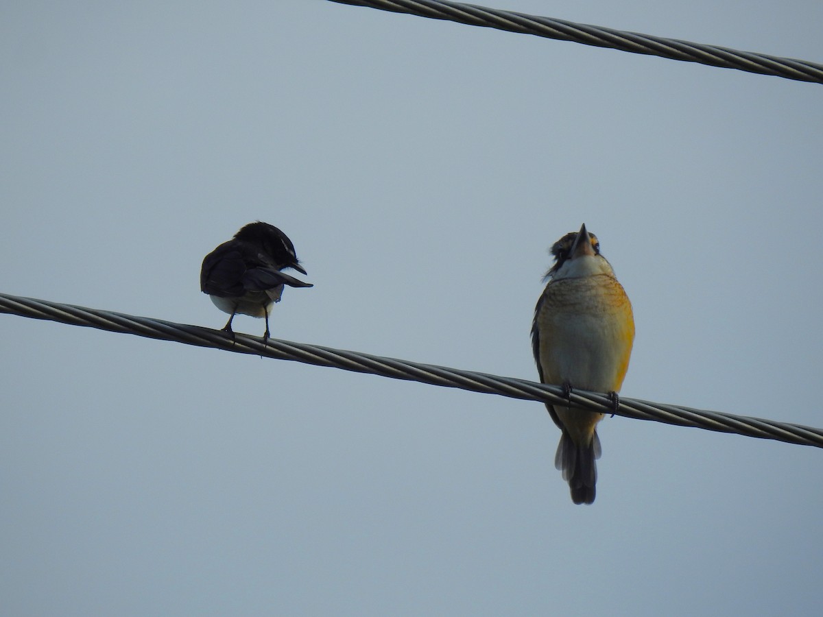 Willie-wagtail - Monica Mesch