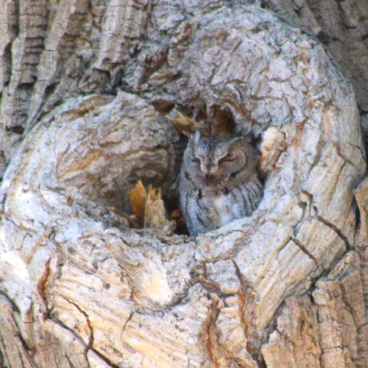 Western Screech-Owl - Marsha Painter