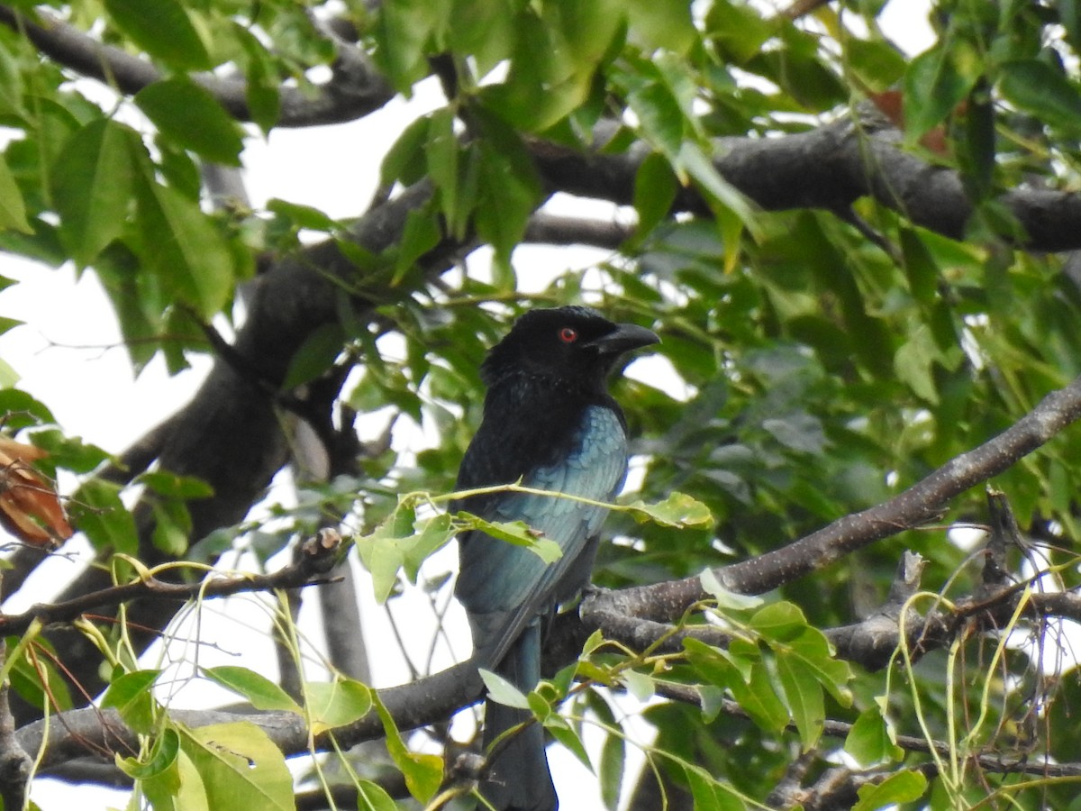 Spangled Drongo - Monica Mesch