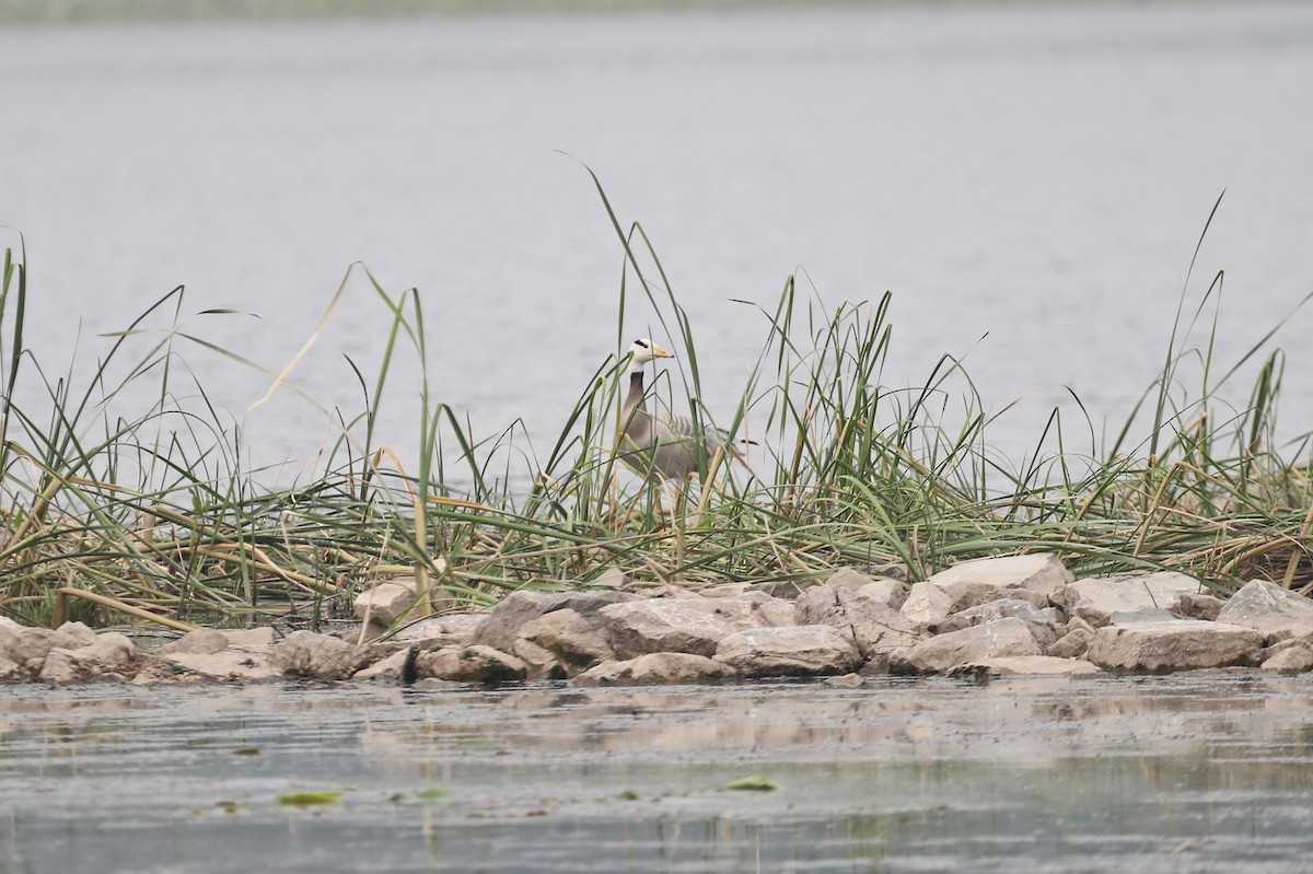 Bar-headed Goose - Starlit Chen