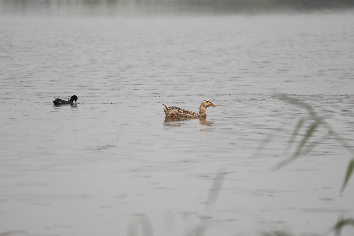 Mallard x Eastern Spot-billed Duck (hybrid) - Starlit Chen