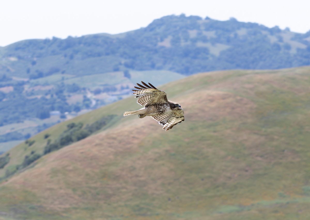 Red-tailed Hawk - ML619270933