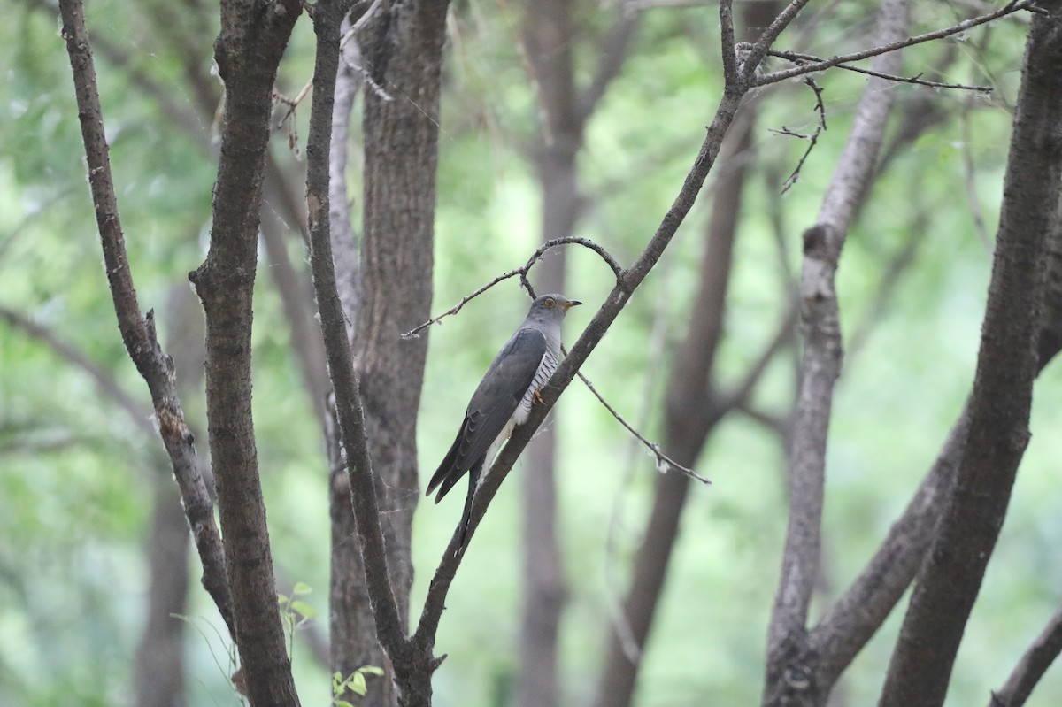 Common Cuckoo - Starlit Chen