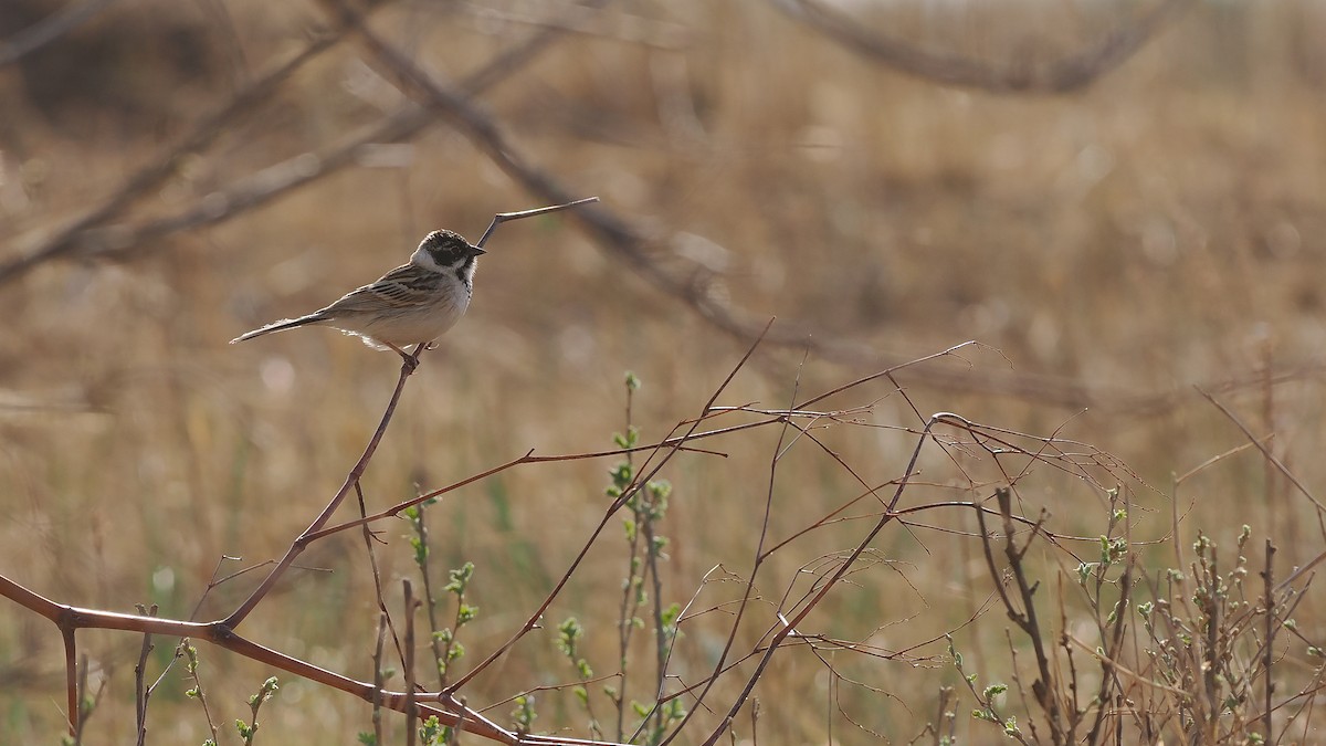 Pallas's Bunting - Paul French