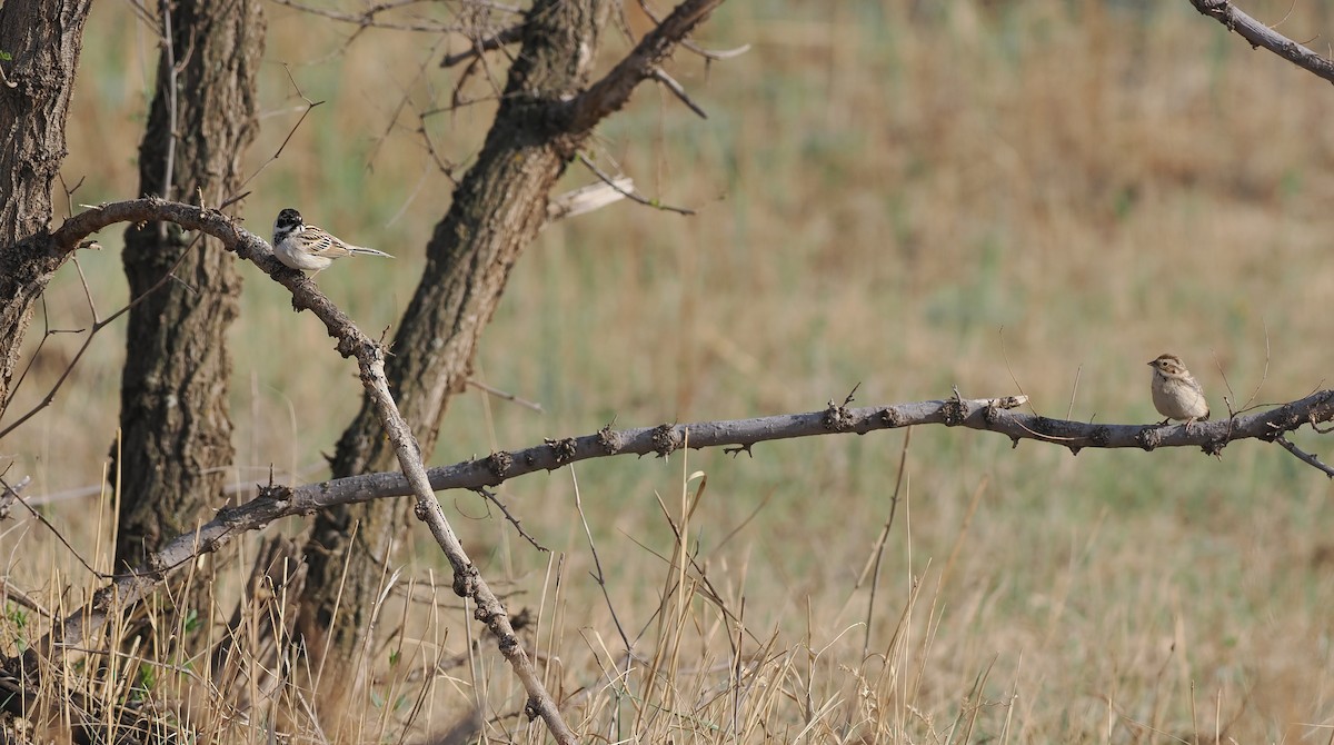 Pallas's Bunting - ML619270948