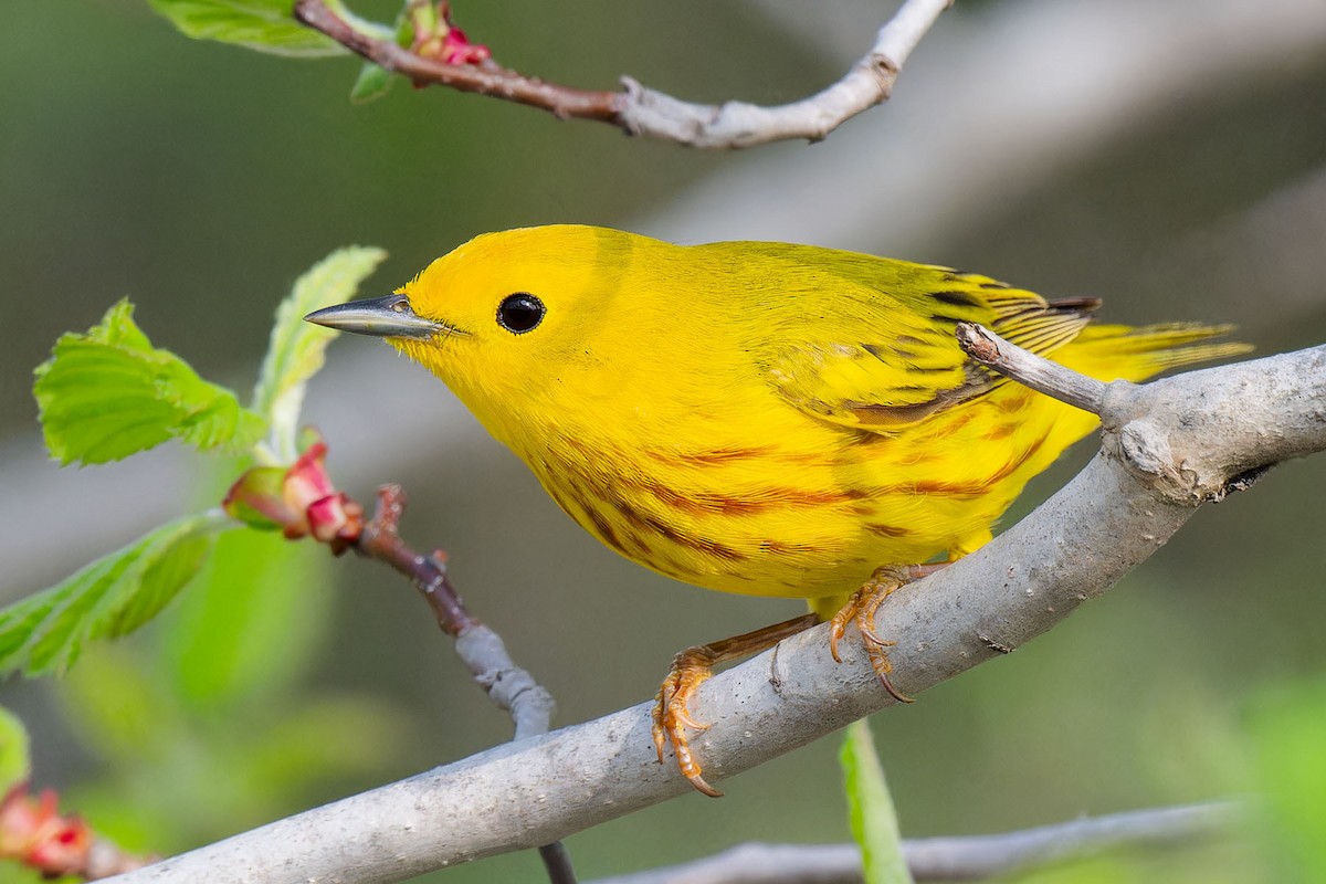 Yellow Warbler - Claude Duchesneau