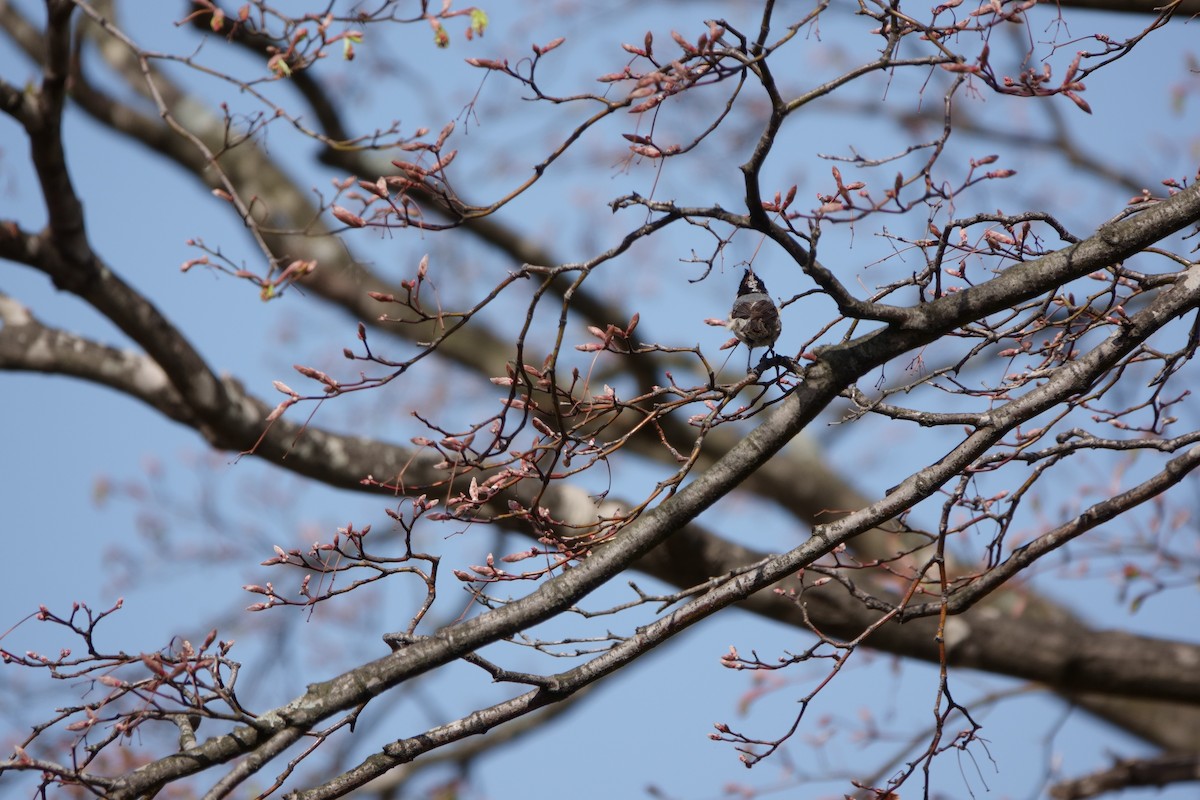 Coal Tit - Wenpei Lin