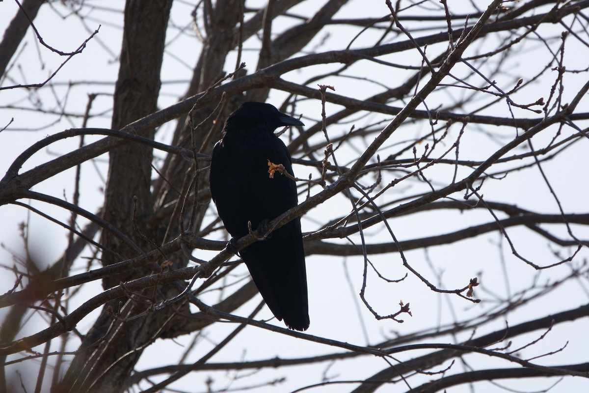 Carrion Crow - Wenpei Lin