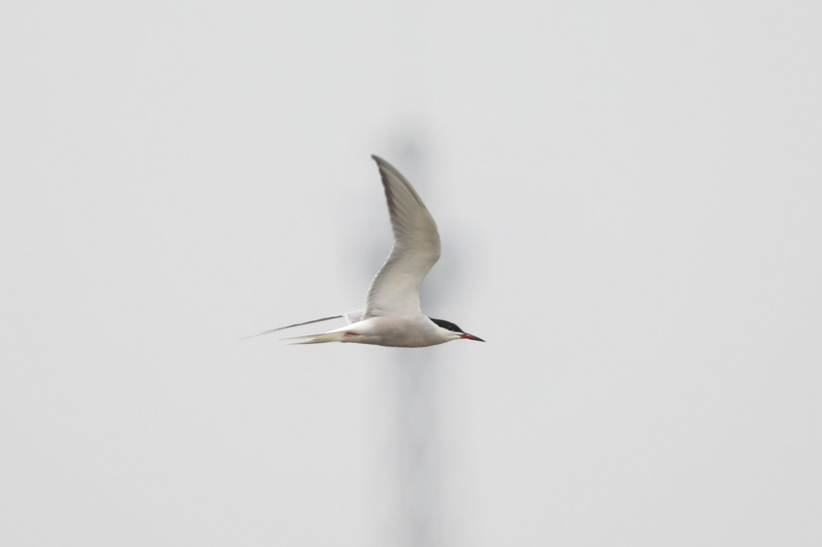 Common Tern - Starlit Chen