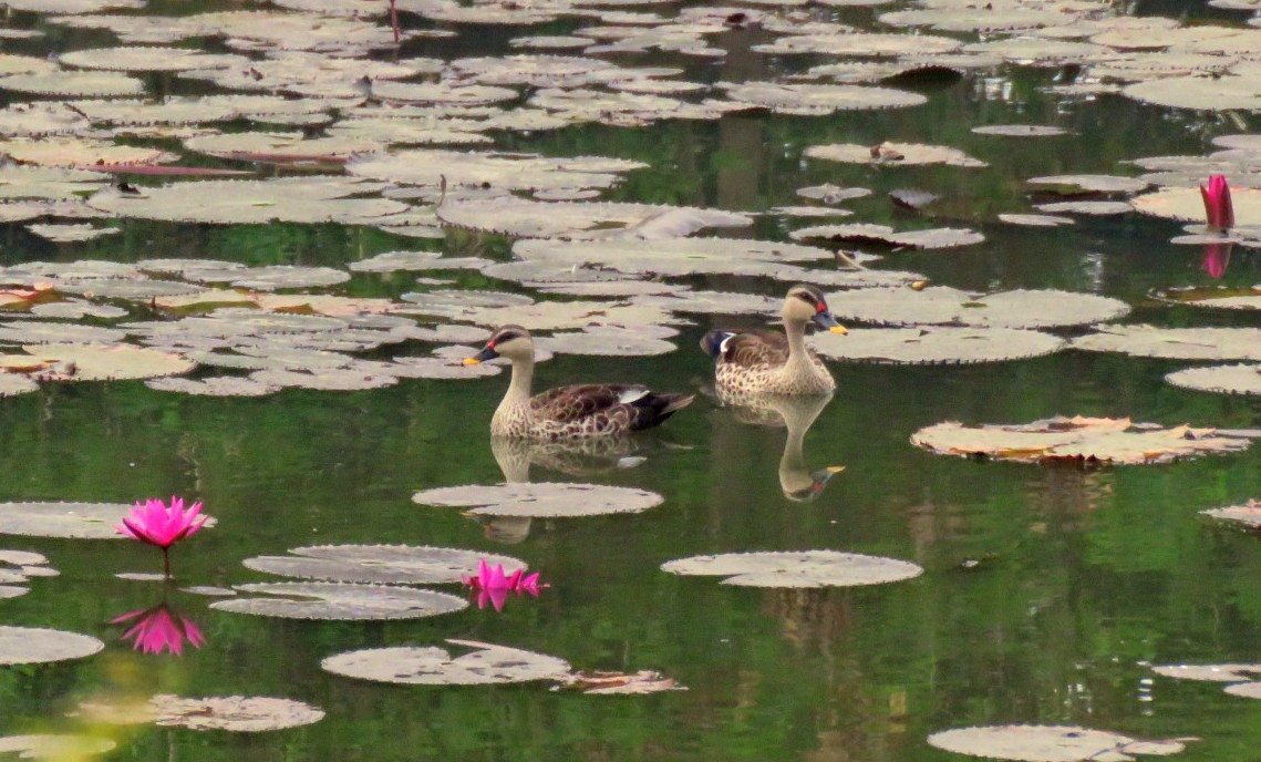 Indian Spot-billed Duck - Deepa Mohan