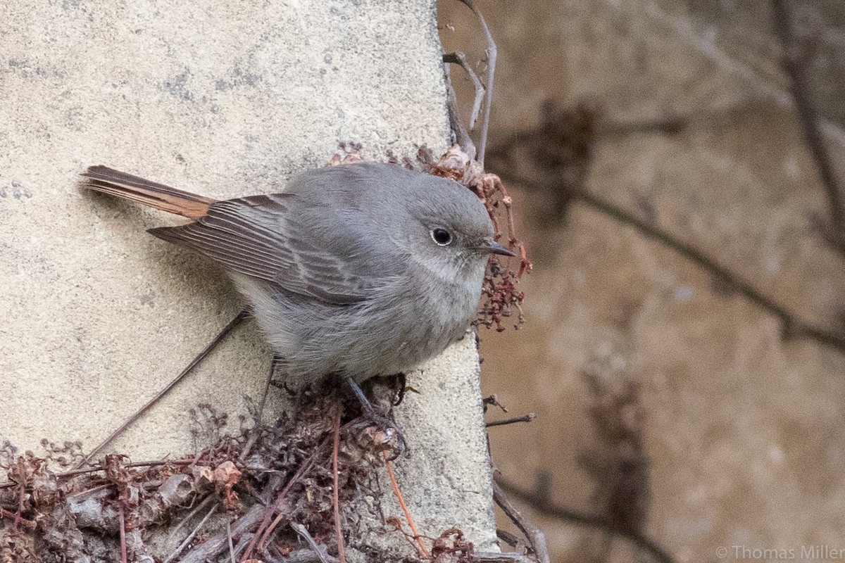 Black Redstart - Thomas Miller