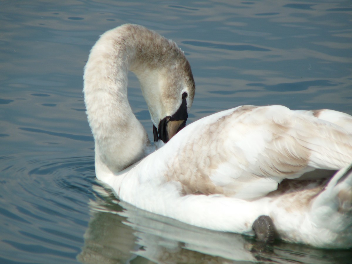 Mute Swan - Tom Carley