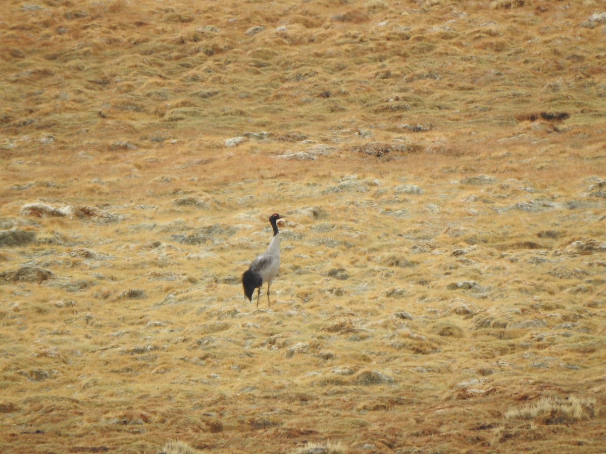 Black-necked Crane - Selvaganesh K