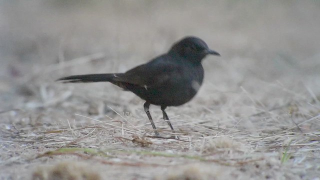 Black Scrub-Robin - ML619271012