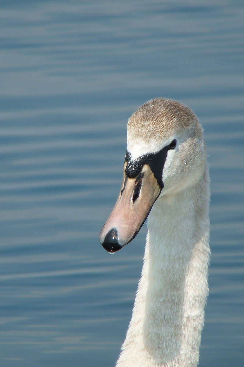 Mute Swan - ML619271013