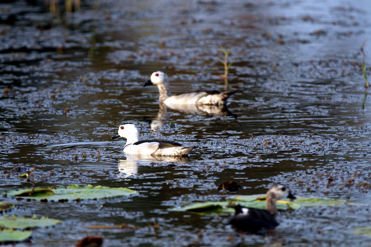 Cotton Pygmy-Goose - ML619271023