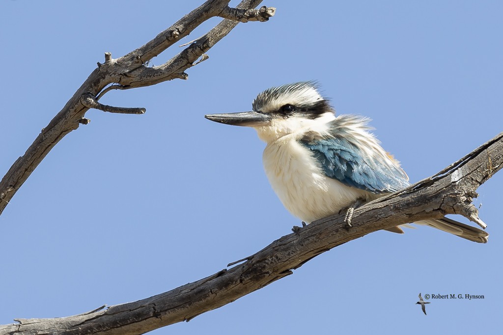 Red-backed Kingfisher - Robert Hynson