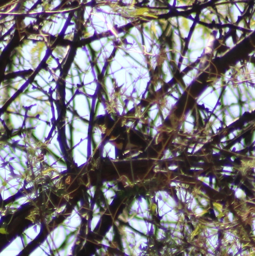 Yellow-breasted Chat - ML619271026