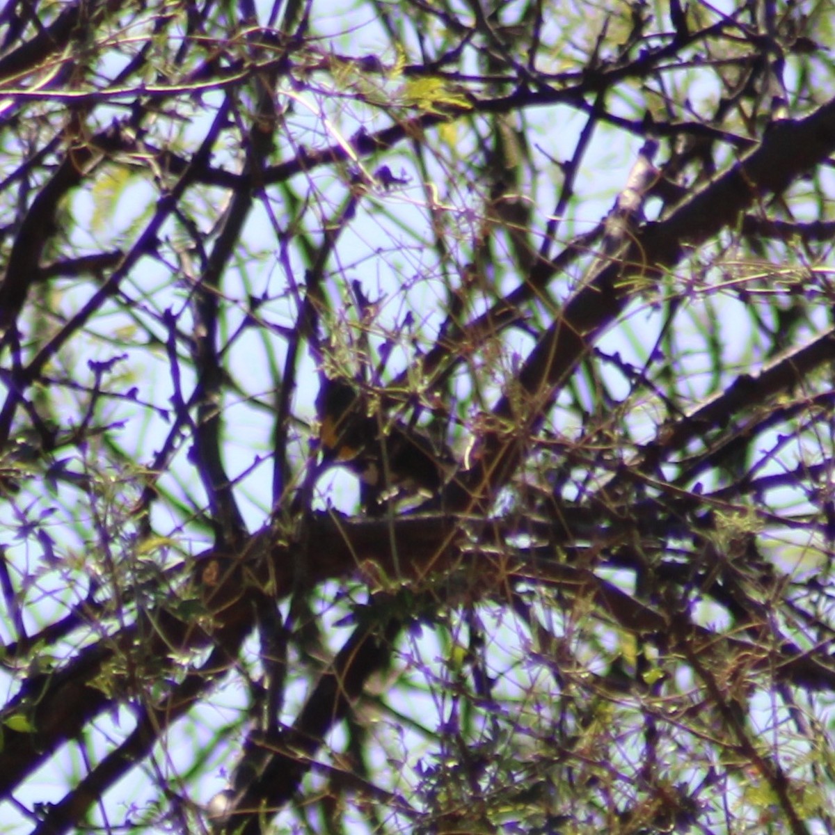 Yellow-breasted Chat - ML619271027