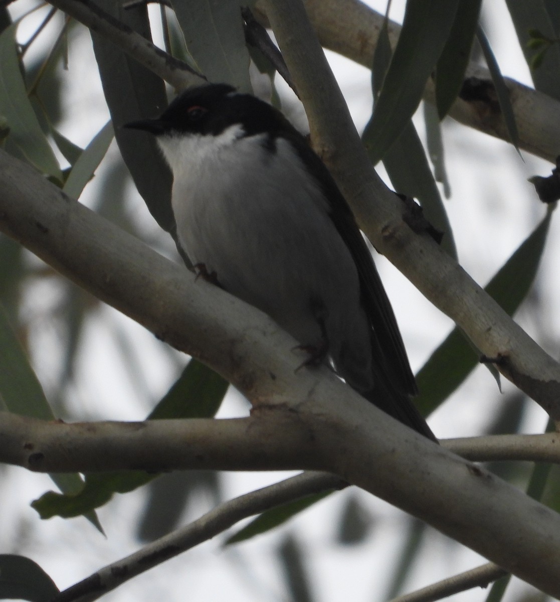 White-naped Honeyeater - Rodney Macready