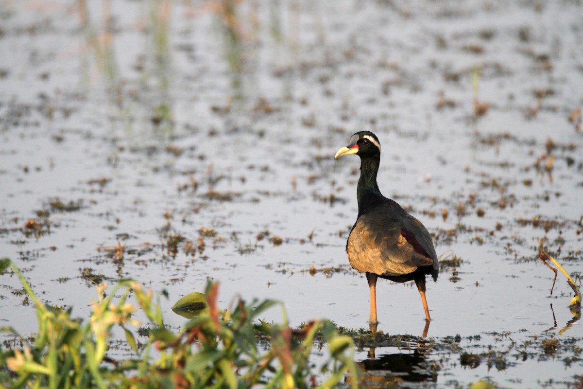 Bronze-winged Jacana - ML619271036